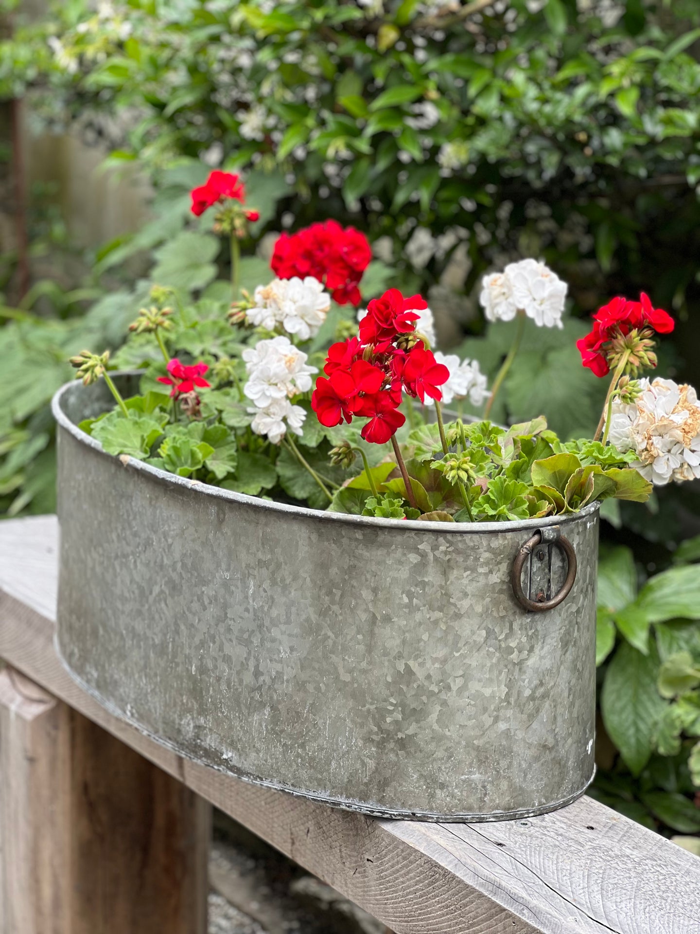 Large Oval Iron Tub Planter