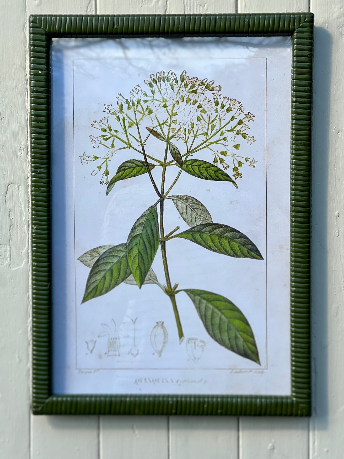 Emerald Rattan Framed Botanical Print