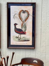 Load image into Gallery viewer, Framed Lyrebird Print
