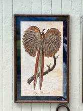 Load image into Gallery viewer, Framed Pheasant Print
