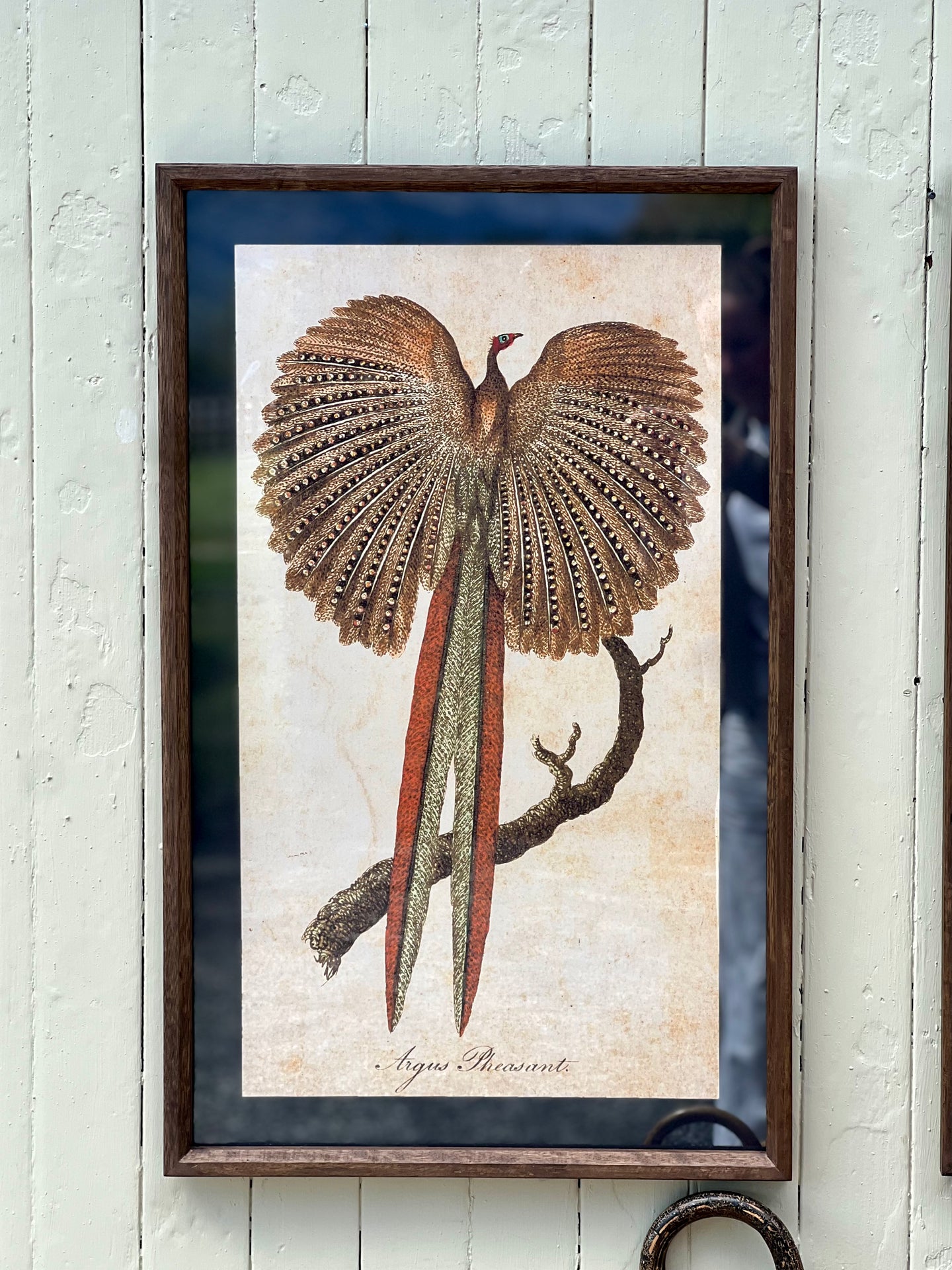 Framed Pheasant Print