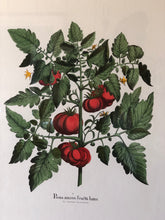 Load image into Gallery viewer, &quot;Poma Amoris Fructu Luteo&quot; Botanical Print in Original Framing
