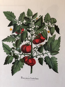"Poma Amoris Fructu Luteo" Botanical Print in Original Framing