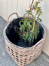 Load image into Gallery viewer, Large Lined Cane Planter Basket
