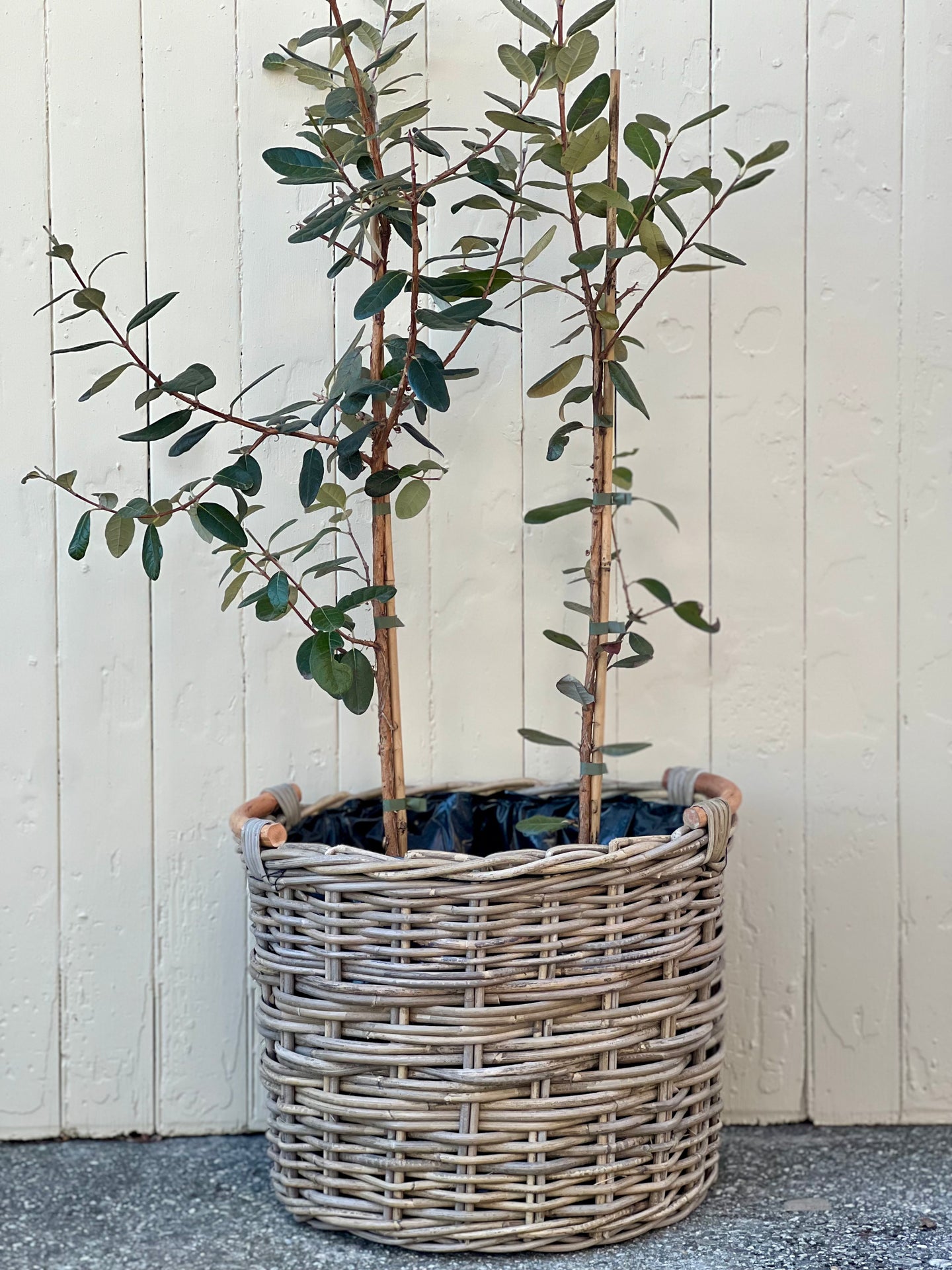 Large Wooden Handle Lined Cane Planter Basket