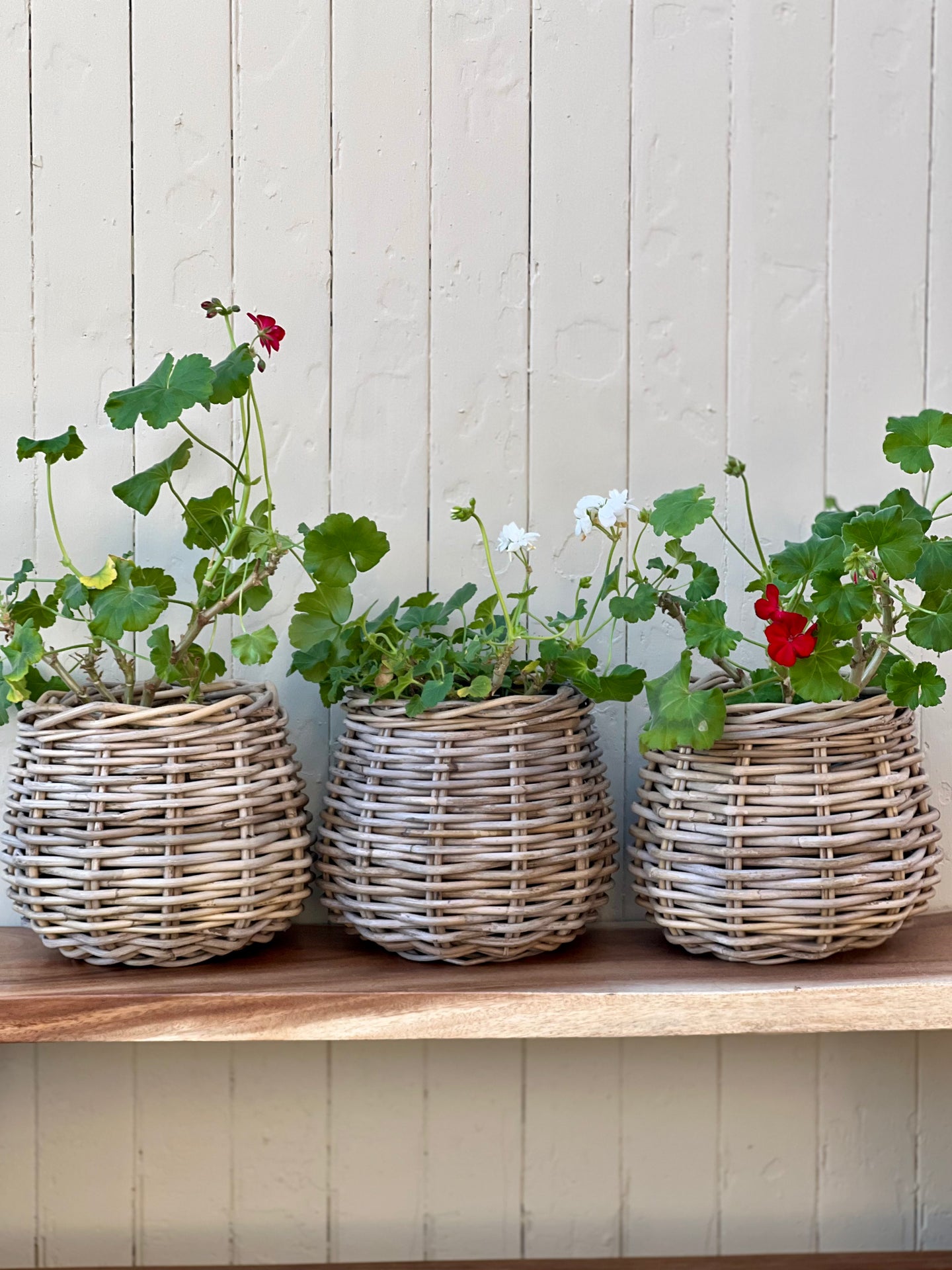 Round Unlined Cane Planter Basket