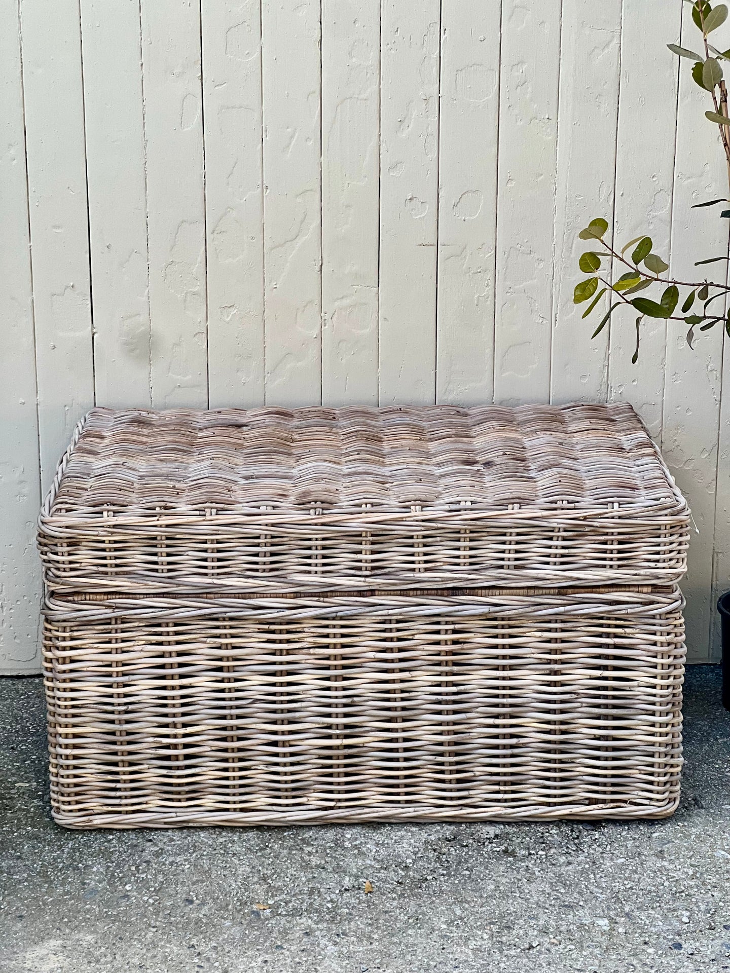 *New* Medium Cane Trunk