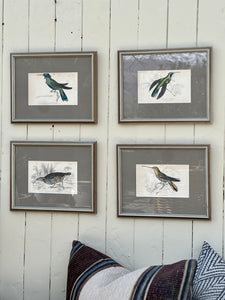 'Ramphodon Naevius' Ornithology Framed Plate