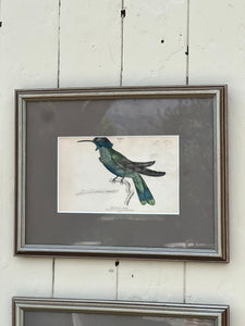 'Trochilus Anais' Hummingbird Ornithology Framed Plate