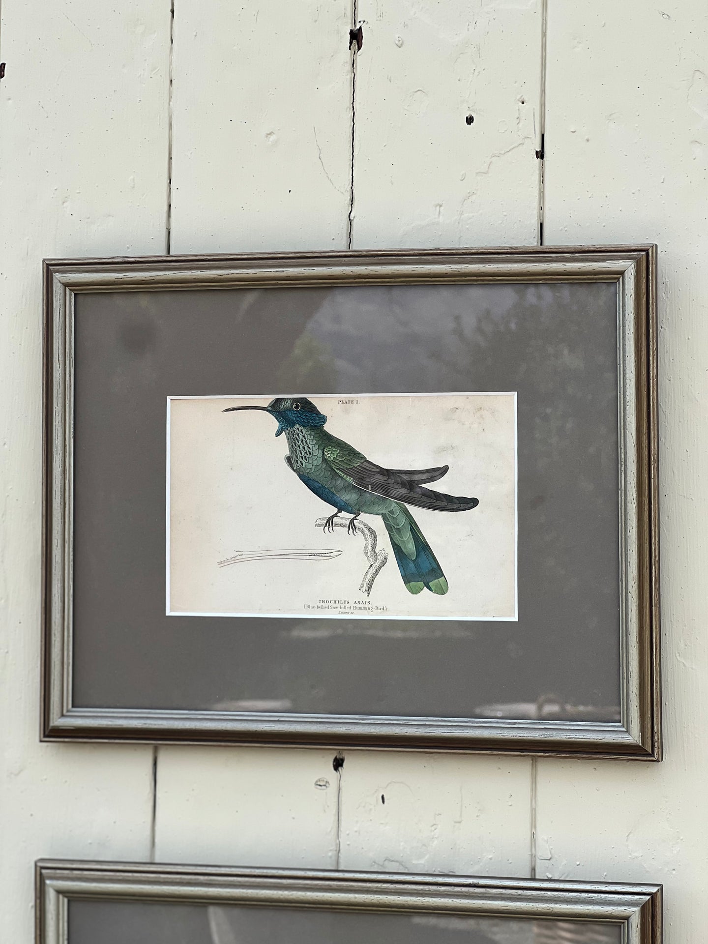 'Trochilus Anais' Hummingbird Ornithology Framed Plate