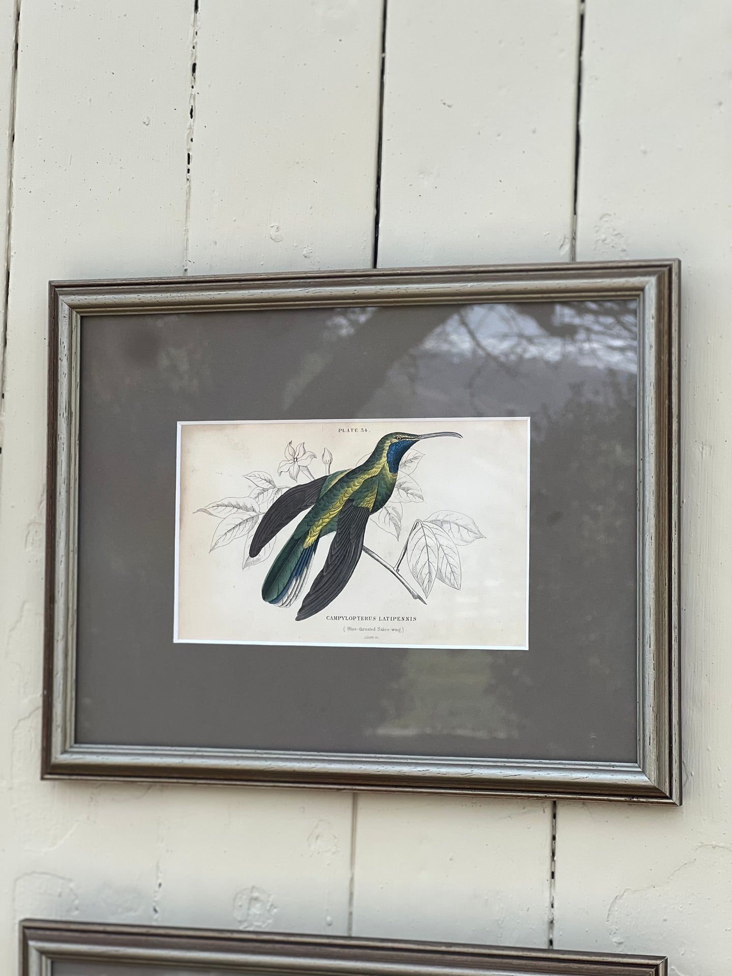 'Campylopterus Latipennis' Ornithology Framed Plate
