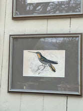 Load image into Gallery viewer, &#39;Ramphodon Naevius&#39; Ornithology Framed Plate

