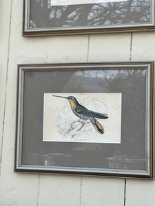 'Ramphodon Naevius' Ornithology Framed Plate