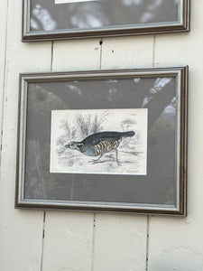 'Perdix Petrosa' Ornithology Framed Plate
