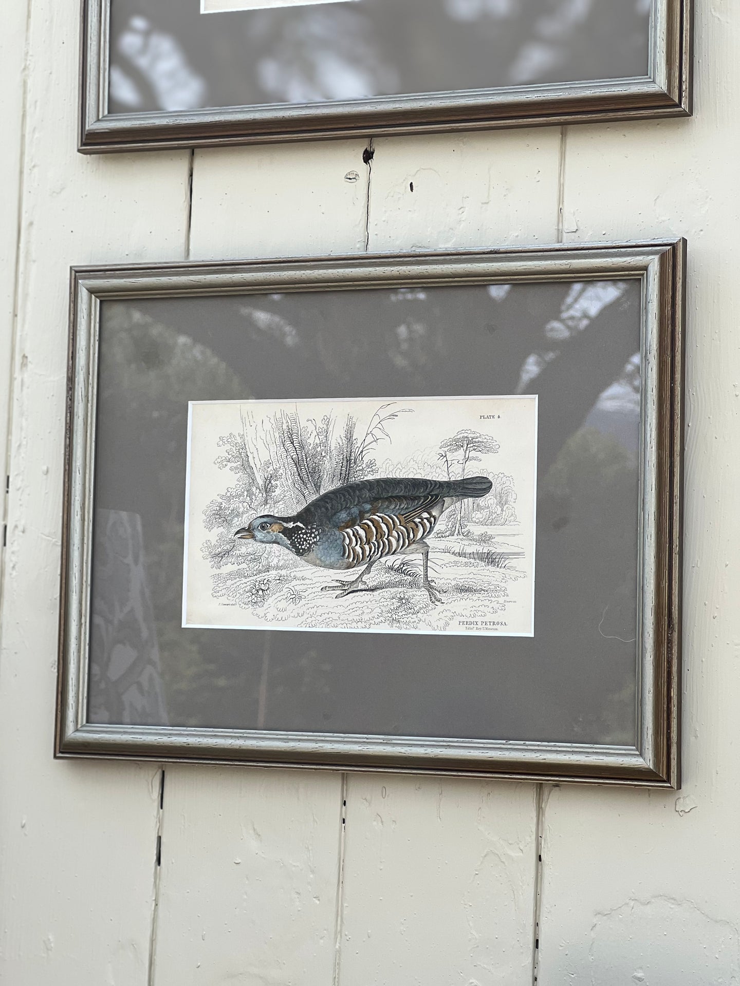 'Perdix Petrosa' Ornithology Framed Plate