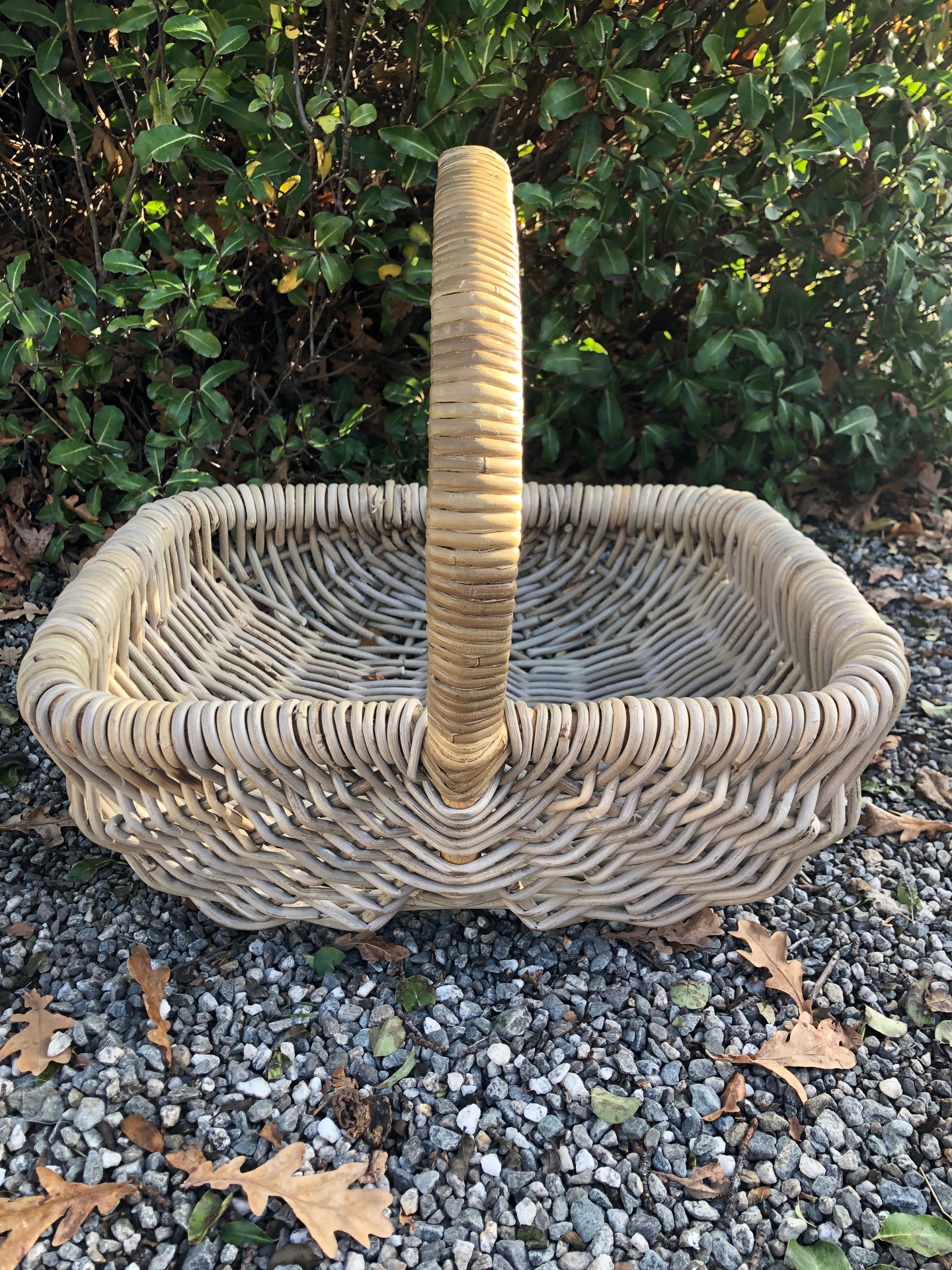 Oval Rolled Top Cane Basket with Handle